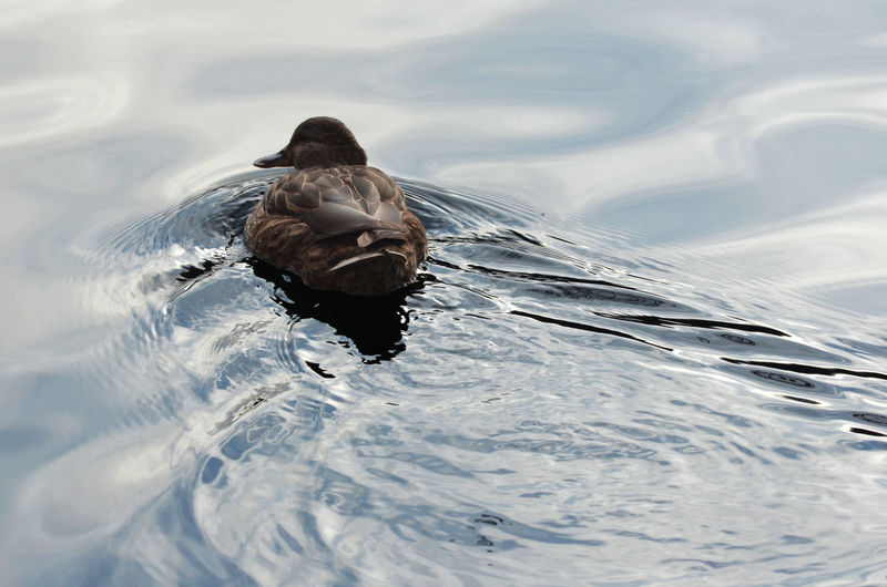 A lonely duck, swimming in a small lake. the produced waves highlight the sense of movement