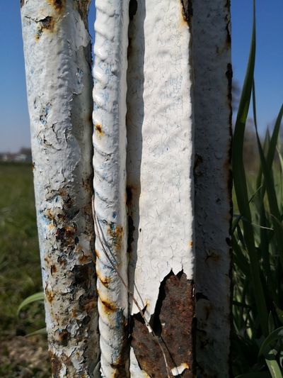 Close-up of icicles on tree trunk in winter