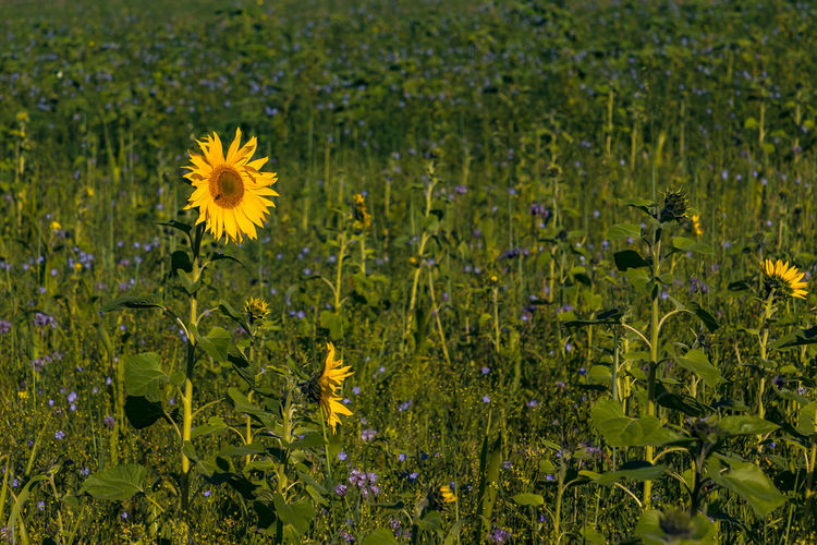 A single sunflower stands out from the other sunflowers and other blossoms in a field