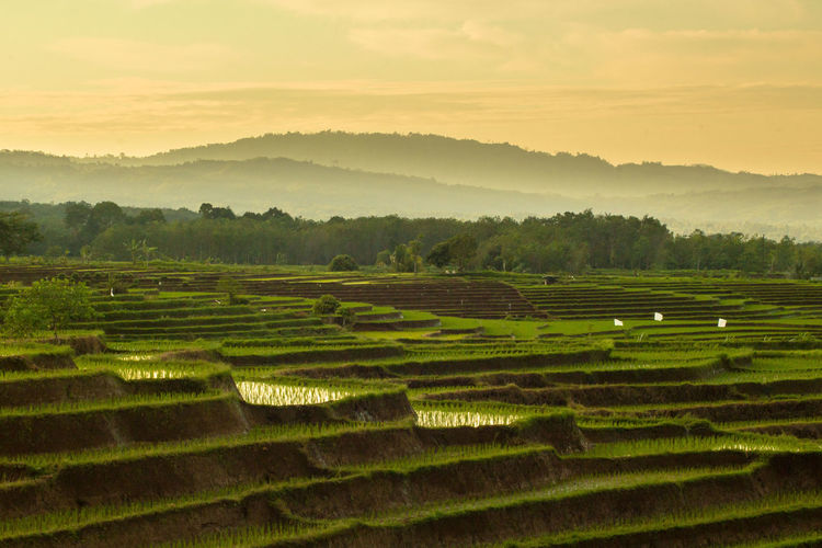 Beautiful rice terraces in the morning with the morning sunshine in north bengkulu, indonesia