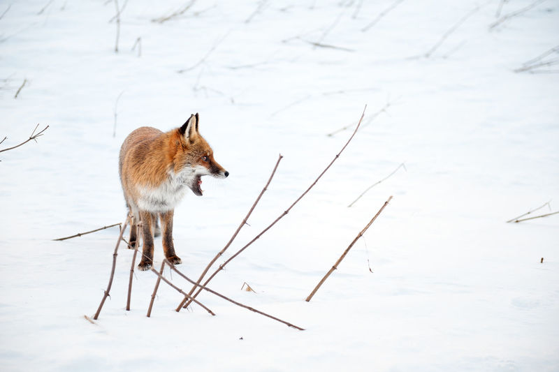Fox looking away while standing on snow