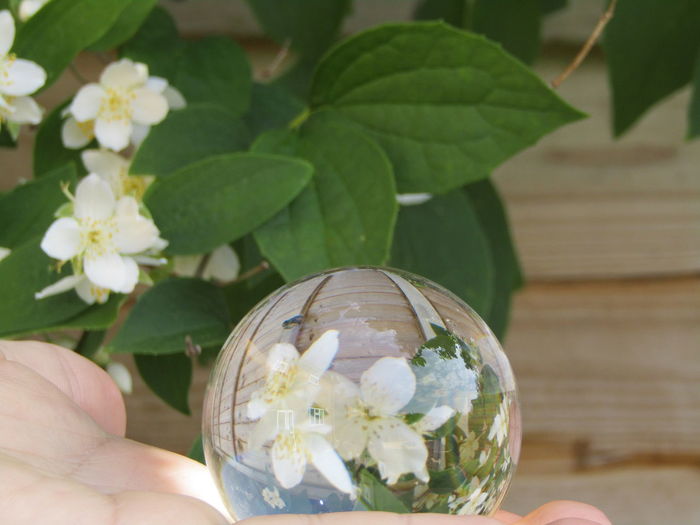 Close-up of hand holding plant