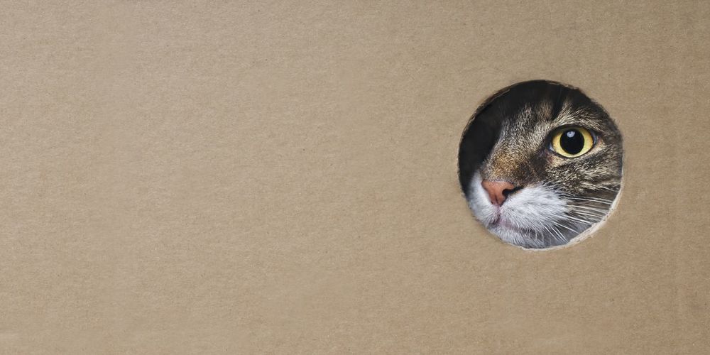 Portrait of cat in cardboard box