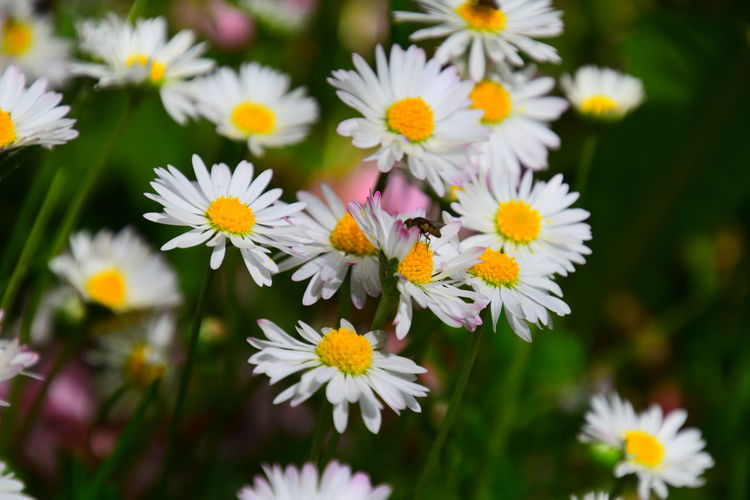 Close-up of wonderful white daisy flowers