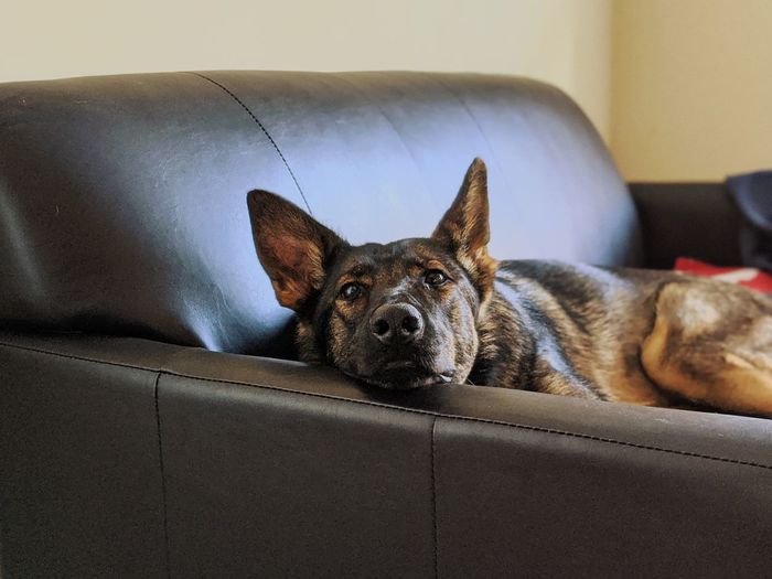 Tired german shepherd in the couch