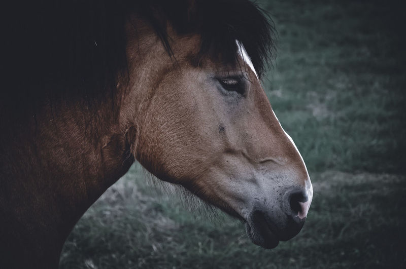Close-up of a horse on field