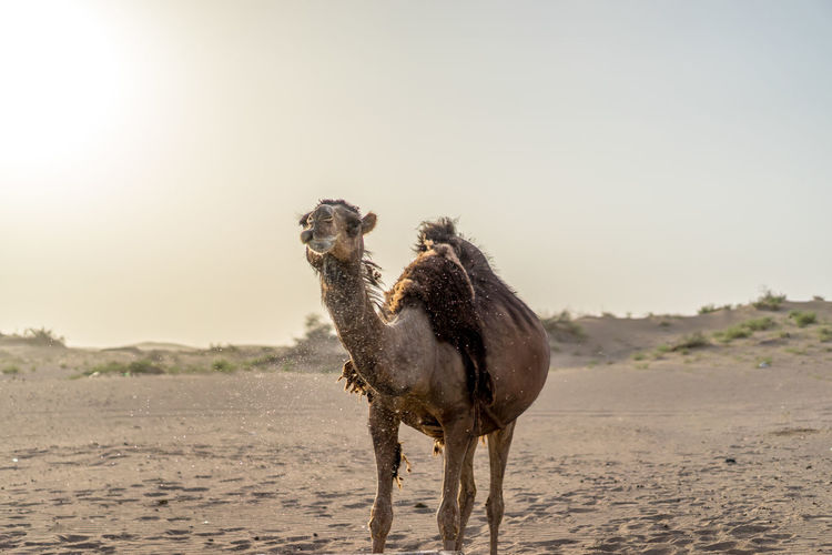 Camel standing on land at desert against clear sky