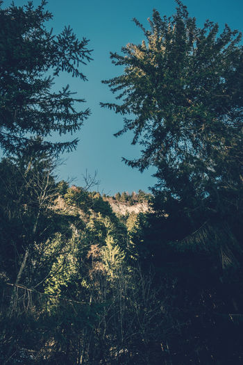 Low angle view of trees against sky