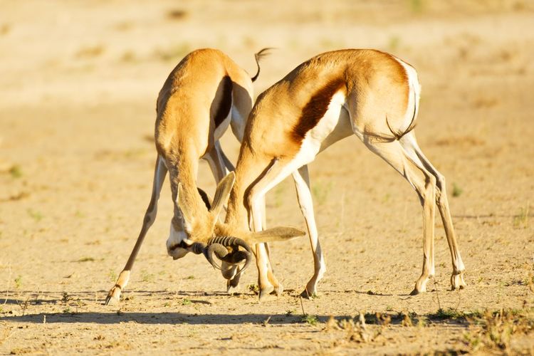 Springboks playing on grass