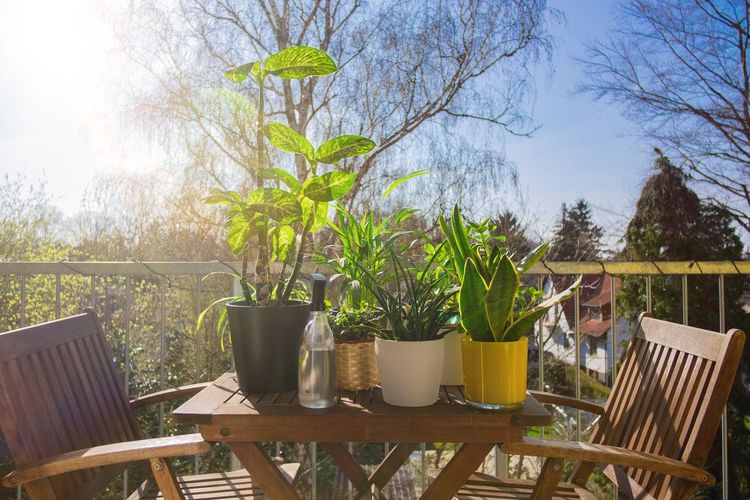 Potted plants on table in yard against sky