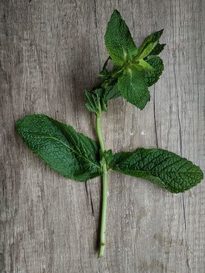 High angle view of green leaves on table