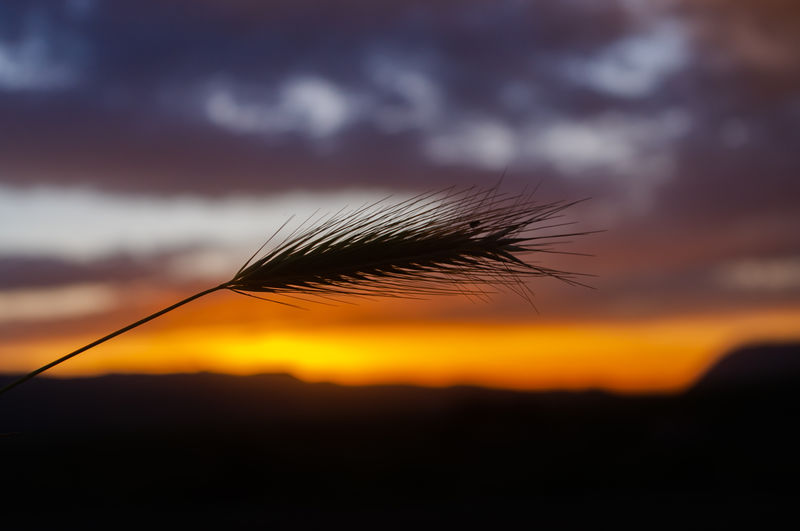 Close-up of silhouette plant against sky during sunset
