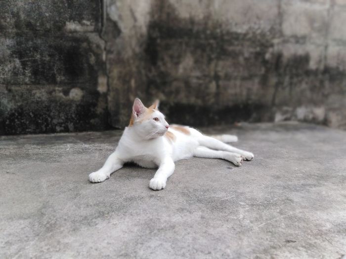 Portrait of white cat resting on footpath