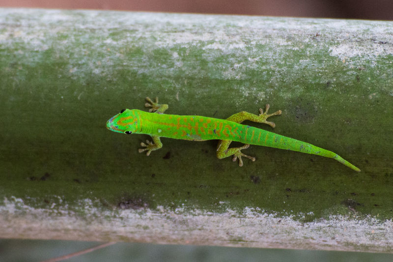 Close-up of lizard on green leaf