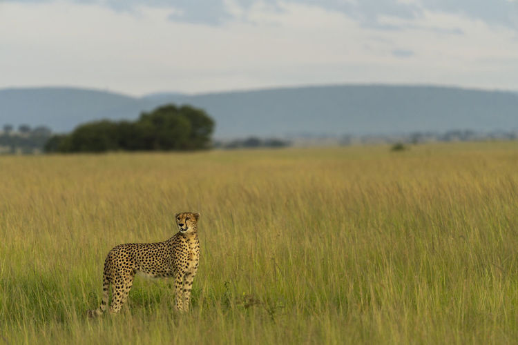 A motionless cheetah scans the horizon
