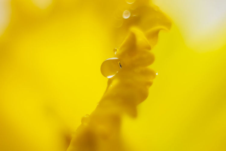 Water drop on yellow petal of narcissus, macro