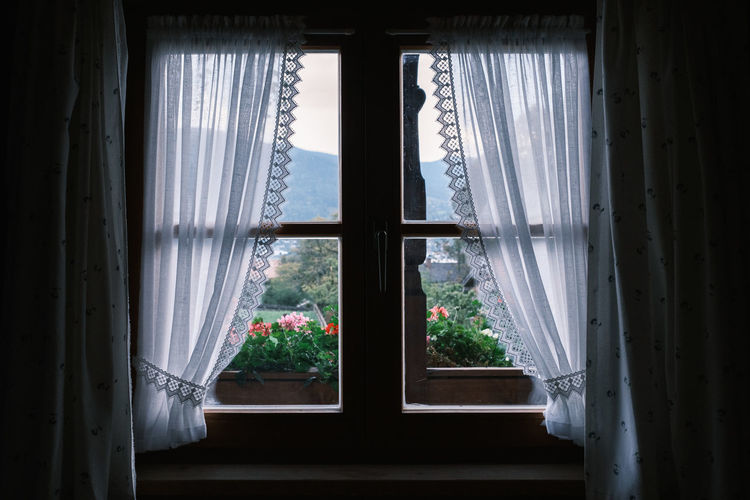 View out of window on geranium flowers