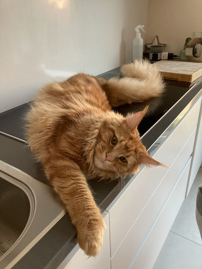 Cat on kitchen