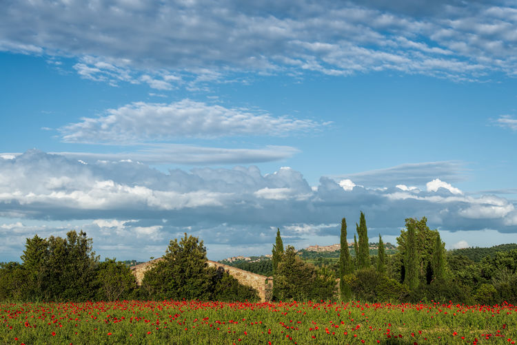 Scenic view of grassy field against sky