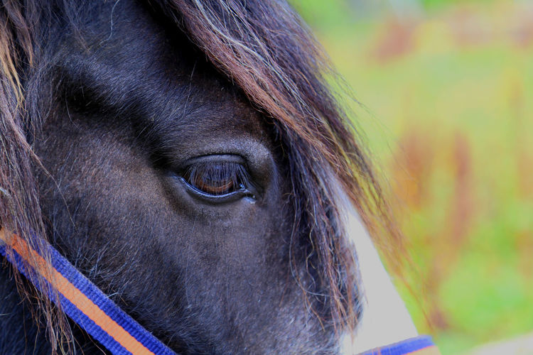 Cropped image of horse outdoors