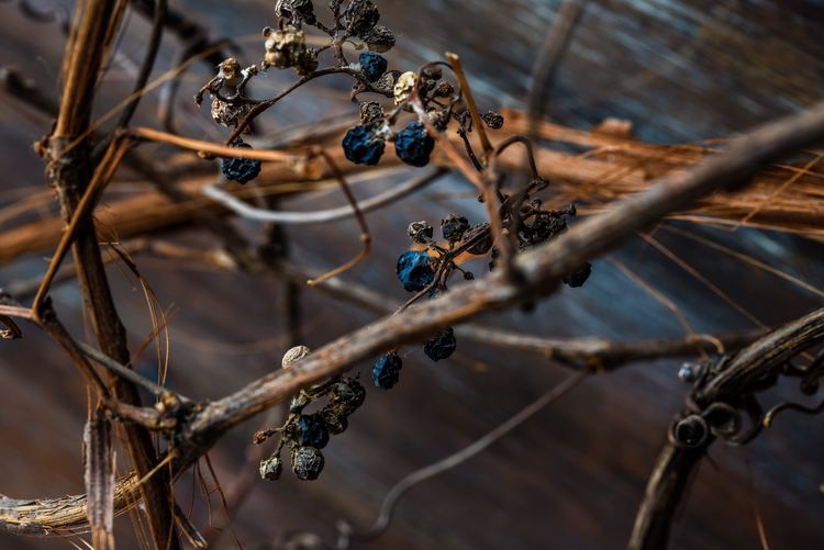 Close-up of dried fruits on vine