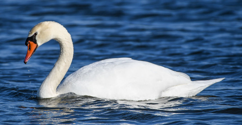 Swan floating on a lake