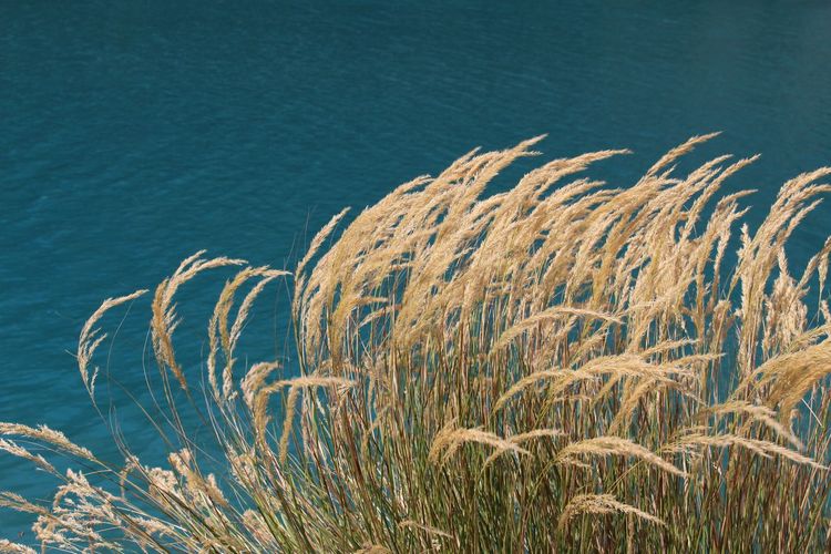Close-up of reed growing on shore