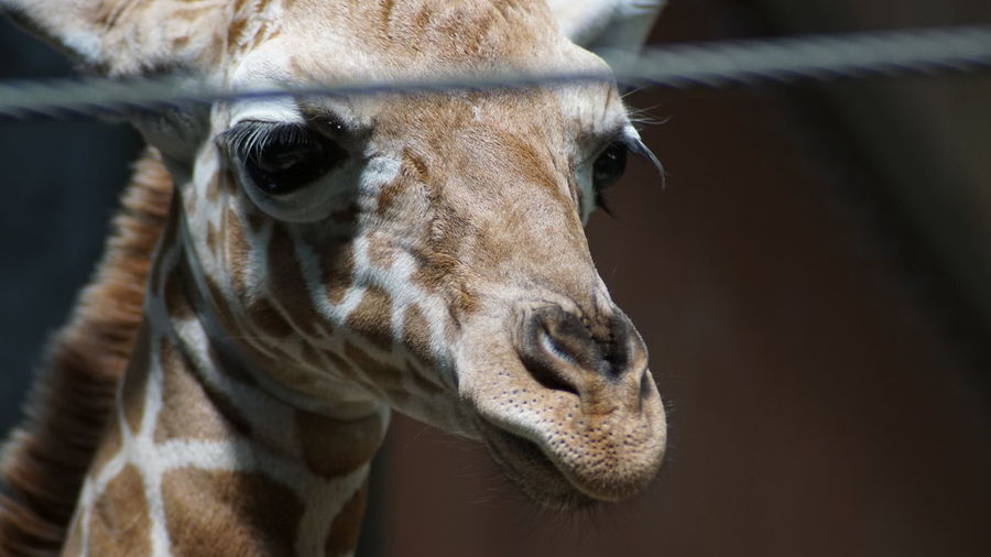 Close-up of giraffe calf