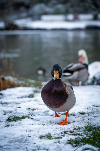 Duck on frozen lake during winter