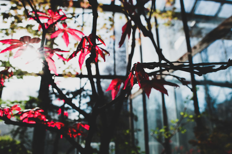 Low angle view of pink flowers on tree