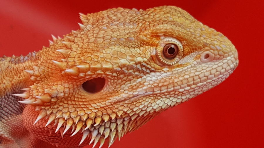 Close-up of bearded dragon against red background