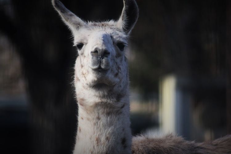 Portrait of llama
