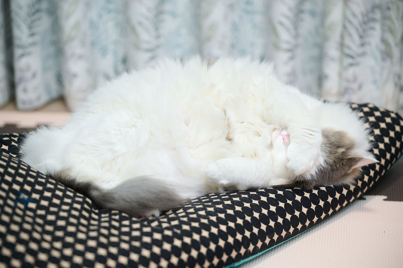 White cat sleeping on a cushion at home covering its face