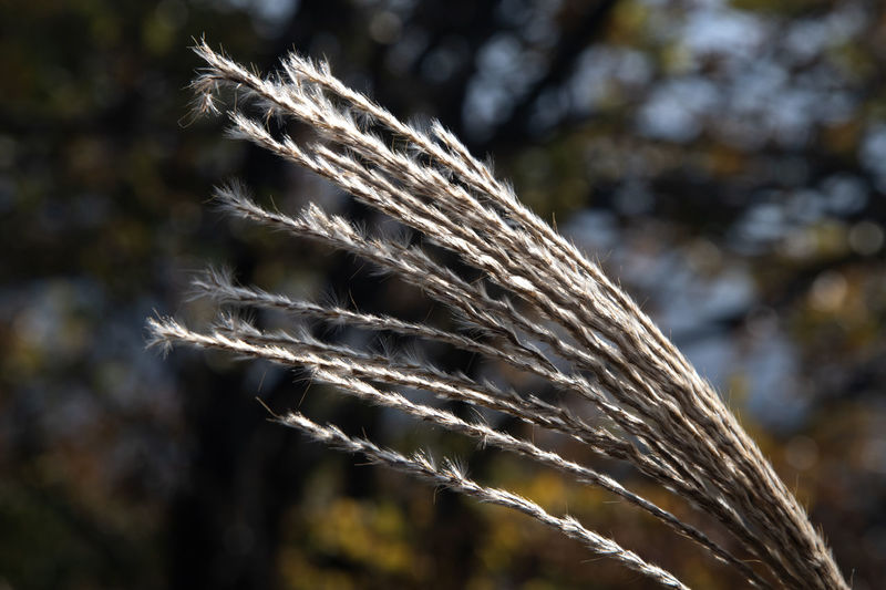 Close-up of plant