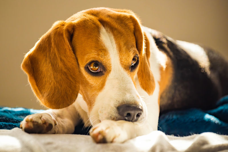 Beagle dog biting his itching skin on legs. skin problem allergy reaction or stress reaction