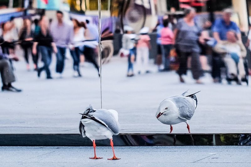 Close-up of birds in city
