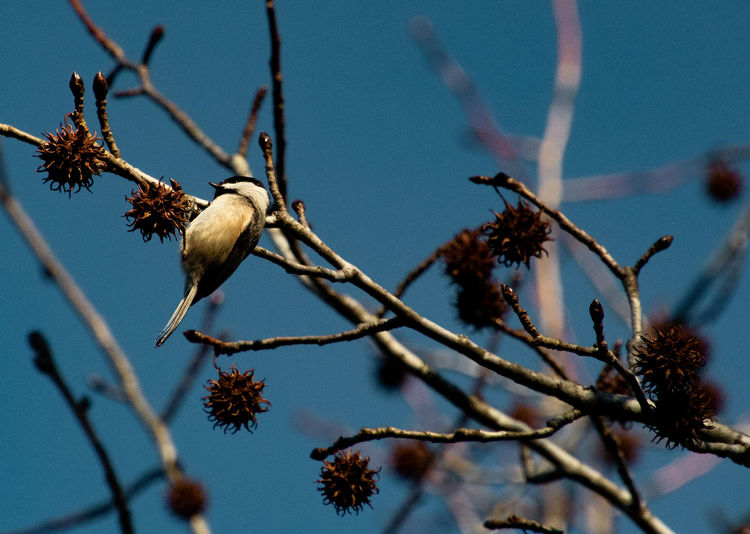 Low angle view of bird perching on tree against sky