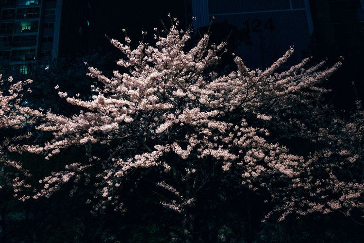 Close-up of flowers blooming on tree at night