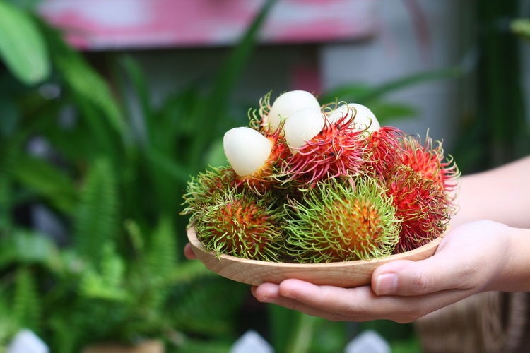 Cropped hands holding rambutans in wooden plate