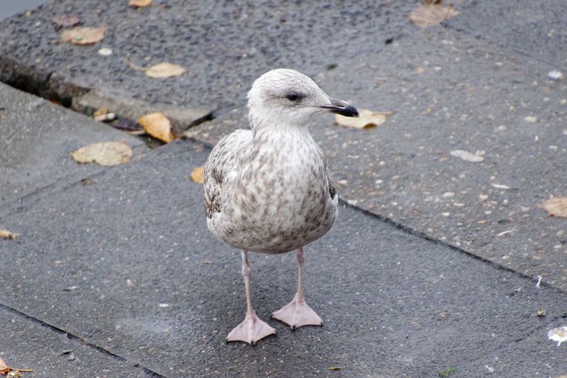 Close-up of seagull perching on ground