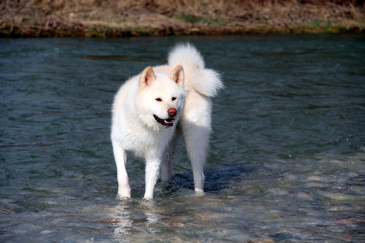 Portrait of dog running in water