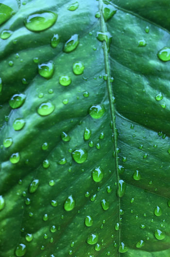 Full frame shot of raindrops on leaves