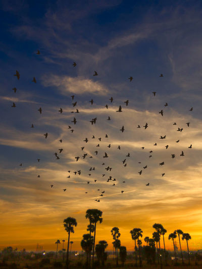 Silhouette birds at sunset.