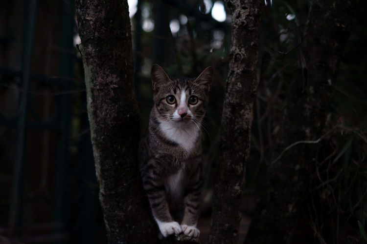 Portrait of cat by tree