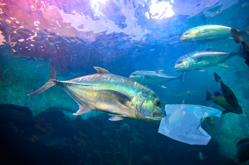 Digital composite image of fish swimming by plastic in sea