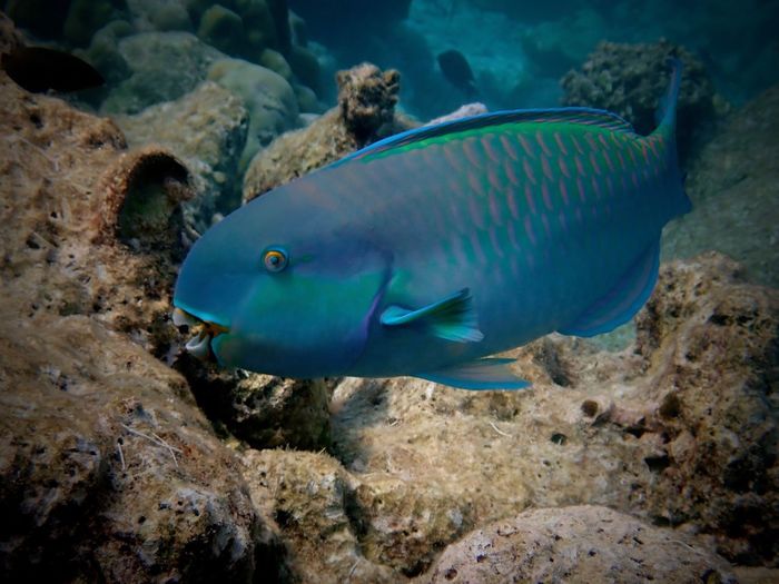 Blue parrotfish