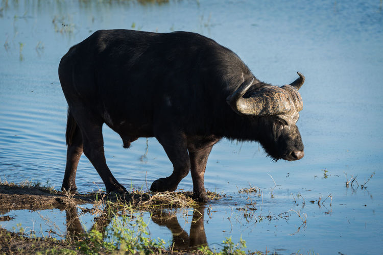 Cape buffalo walking in pond