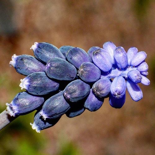 Close-up of purple flower