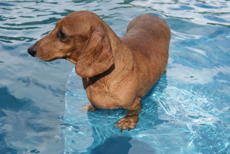 High angle view of dachshund standing in pool