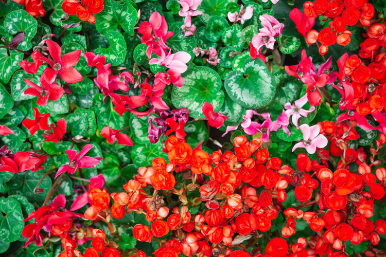 High angle view of red flowering plants